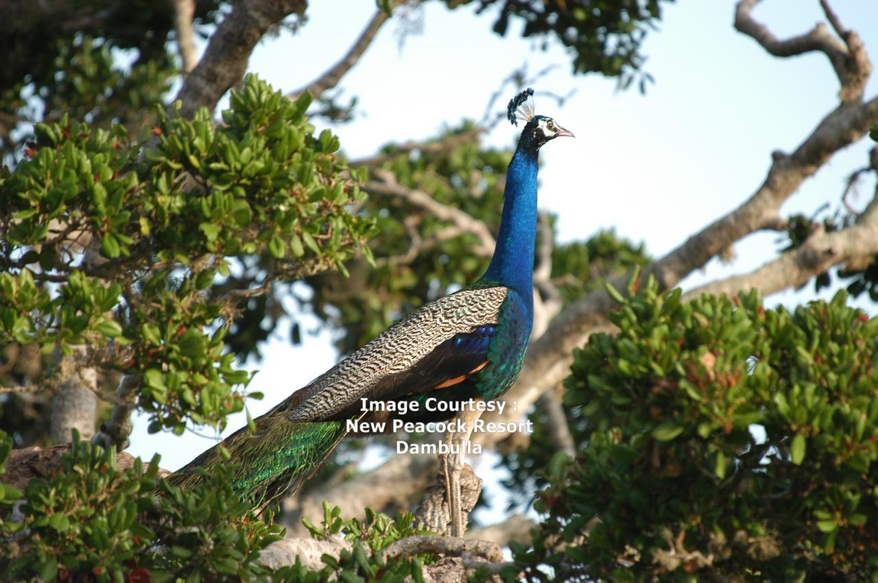 New Peacock Resort ดัมบูลลา ภายนอก รูปภาพ